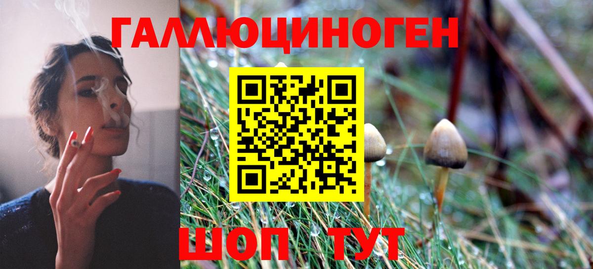 Галлюциногенные грибы Psilocybine cubensis Сунжа